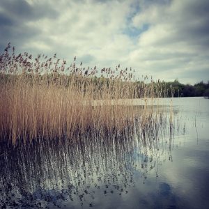 still water & reeds